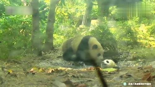 熊猫小子之见义勇为