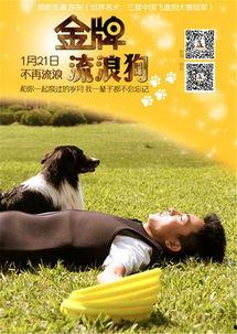 金牌流浪狗,逆境中的英雄传奇