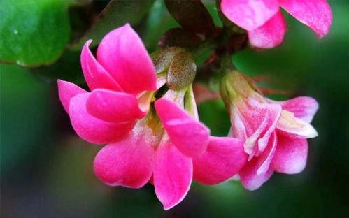 七零涅槃刺槐与锦年,刺槐与锦年的传奇岁月