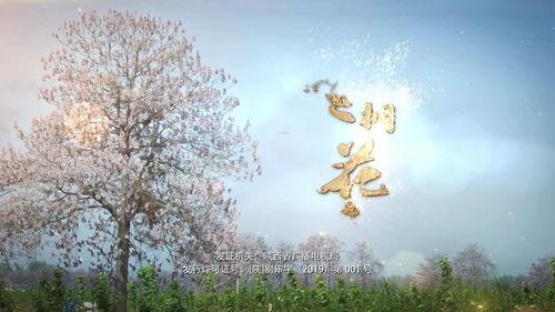 兰桐花开,探寻乡村变迁的美丽画卷